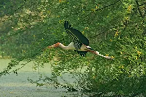 Leucocephala: Painted Stork - in flight with nest material