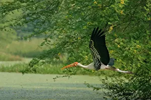 Leucocephala: Painted Stork - in flight with nest material