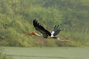 Keoladeo: Painted Stork flying with nesting material, Keoladeo
