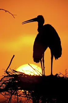 Peter: Painted Stork (Ibis leucocephalus)