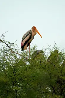 Keoladeo: Painted stork (Mycteria leucocephala), Keoladeo