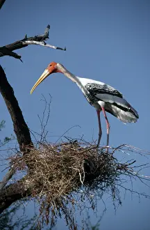Bharatpur: Painted Stork at Nest