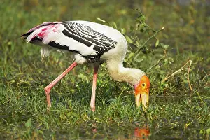 Leucocephala: Painted Stork - searching for food