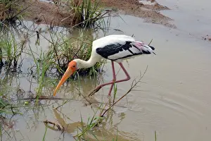 Lanka: Painted Stork, Sri Lanka