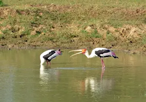 Lanka: Painted Stork, Sri Lanka