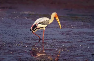Leucocephala: Painted STORK - standing