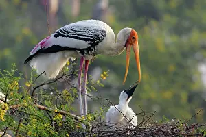 Keoladeo: Painted Stork & youn one, Keoladeo National