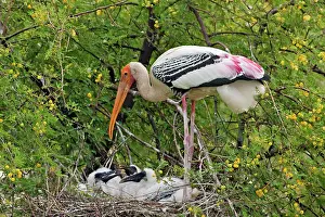 Leucocephala: Painted Stork - with young at nest
