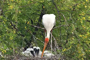 Leucocephala: Painted Stork - with young at nest