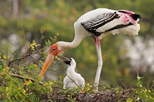 Leucocephala: Painted Stork - with young at nest