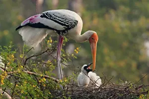 Leucocephala: Painted Stork - with young at nest