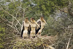 Leucocephala: Painted Stork - three young on nest