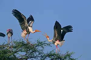 Confronation: Painted Storks - fighting