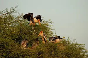 Keoladeo: Painted storks (Mycteria leucocephala)