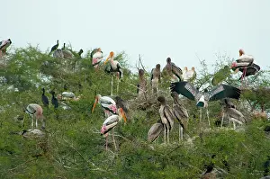 Keoladeo: Painted storks (Mycteria leucocephala) in
