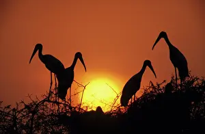 Leucocephala: Painted Storks - at nest at sunset