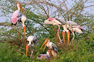Leucocephala: Painted Storks nesting colony