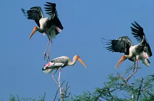 Confronation: Painted Storks - in trees fighting