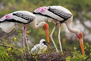 Leucocephala: Painted Storks - with young at nest