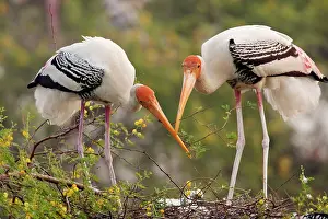 Leucocephala: Painted Storks - with young at nest