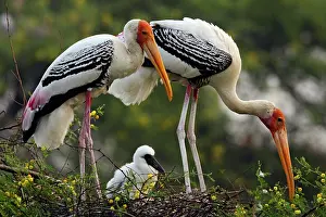 Keoladeo: Painted Storks & young one at nest, Keoladeo