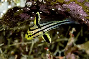 Sweetlips: Painted Sweetlips - Juvenile