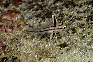 Sweetlips: Painted Sweetlips - Juvenile