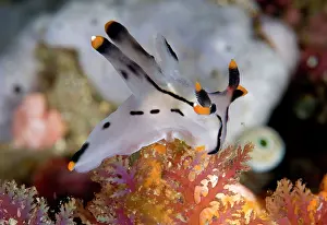 Cerata: Painted Thecacera Nudibranch