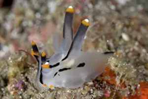 Cerata: Painted Thecacera Nudibranch on black sand