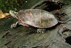 Chelonians: Painted Turtle