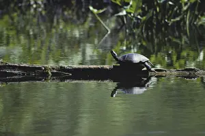 1980: Painted Turtle