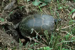 Chrysemys: Painted Turtle Burying Eggs