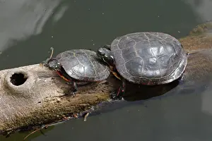 Basking: painted turtle (Chrysemys picta), basking, Maryland