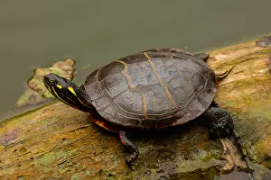 Chrysemys: painted turtle (Chrysemys picta), Maryland