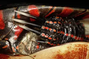 Chelonians: Painted Turtle Claws