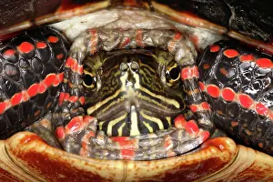 Chelonians: Painted Turtle Head