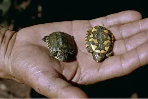 Sizes: Painted Turtle Pseudemys - in persons hand