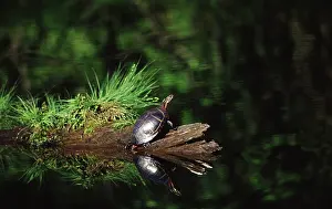 Chelonians: Painted Turtle sunning on a Log