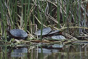 Chrysemys: Painted Turtles