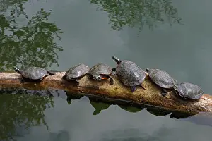 Chrysemys: painted turtles (Chrysemys picta), basking, Maryland