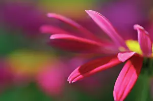 Tanacetum: PaintedDaisy