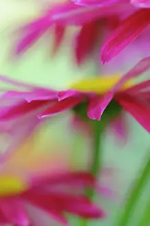 Tanacetum: PaintedDaisy