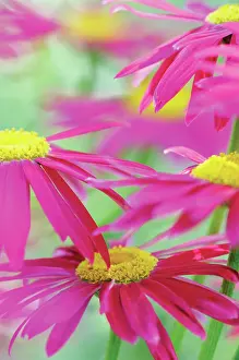 Tanacetum: PaintedDaisy