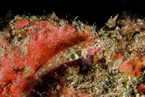 Goby: Paintedface Dwarfgoby