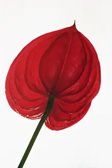 Graphic: Painter's palette, Anthurium andraeanum, Red subject