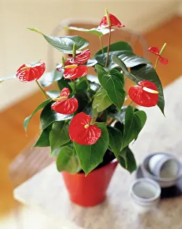 Guatemala: Painter's palette, Anthurium scherzerianum, Red