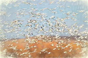 Adam: Painting effect on snow geese flying. Bosque del