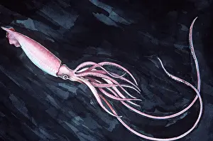 Tentacles: Painting of GIANT SQUID