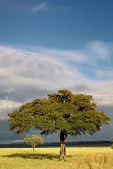 Tortilis: Pair of Acacia trees in late afternoon light