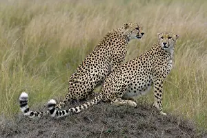 Brothers: Pair of adult Cheetah brothers, Acinonyx